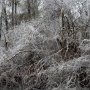 <p align=left>Alors que nous avions hâte de voir les azalées, nous avons vu de la neige et de la pluie verglaçante... pas dans l'état de New-York, mais bien dans les deux Carolines, jusqu'à Beaufort. Désolation complète.